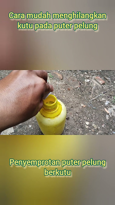 TIPS MEMBASMI KUTU PUTER PELUNG #burung #masteranburung #birds