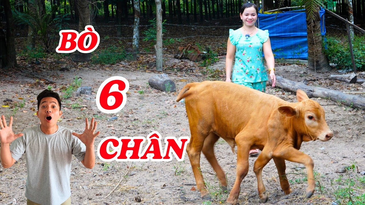 Phát hiện chú bò sáu chân nhìn y như cua, được chị chủ xinh đẹp yêu thương - ĐỘC LẠ BÌNH DƯƠNG