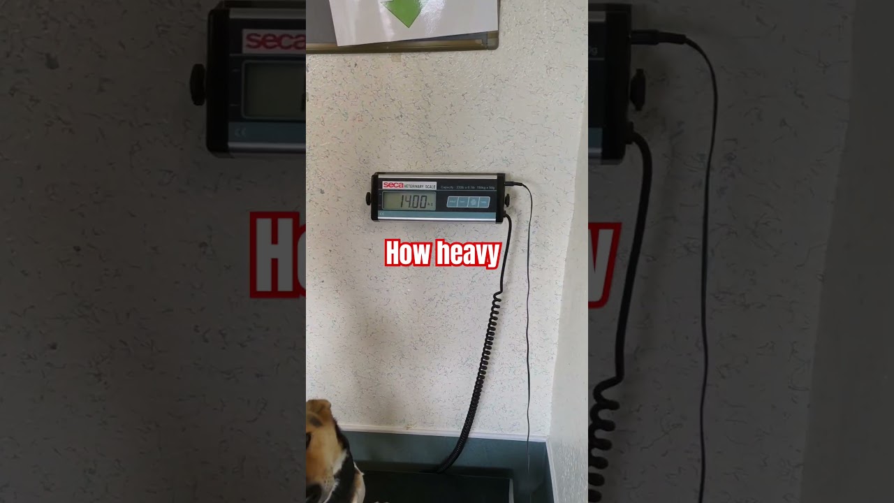 how to use Dog scale ⚖️🥼😭🤔🙄😕😞