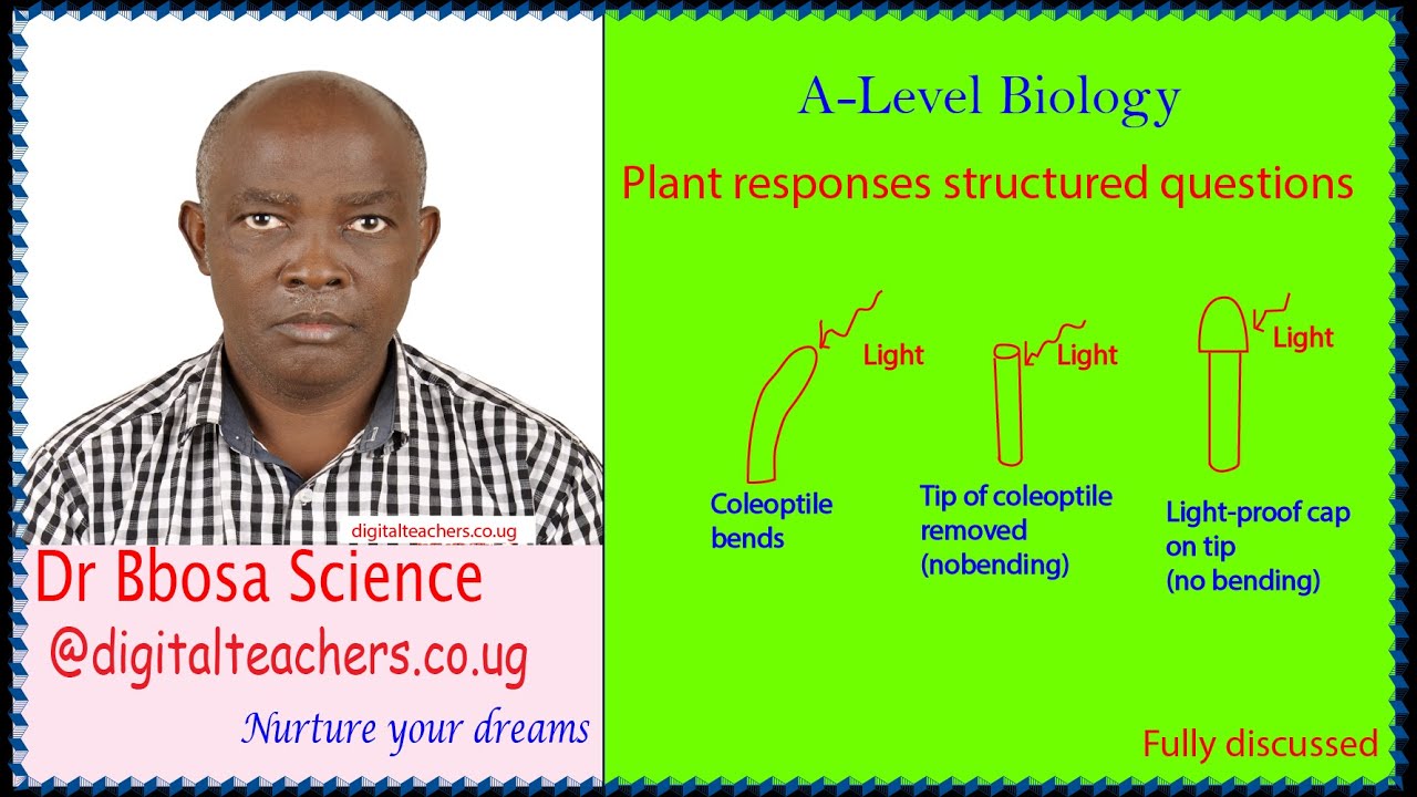 A-level biology lesson 46: Plant responses structured questions by Dr. Bbosa Science
