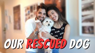 Spend A Day With Our 3 Leg Rescued Dog