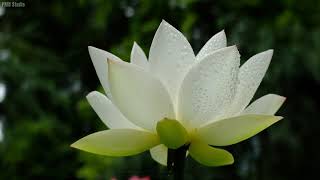 Beautiful White Lotus Flowers