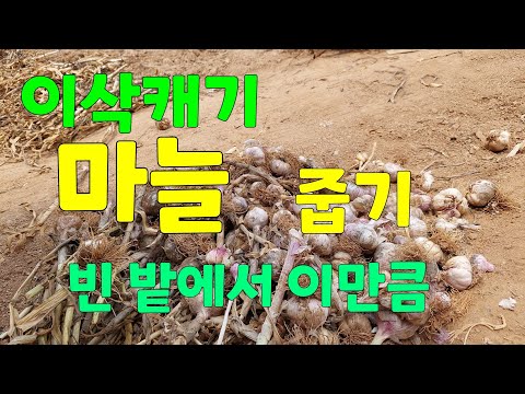 I picked up 9 kilos of garlic from an empty field after digging up the heads.