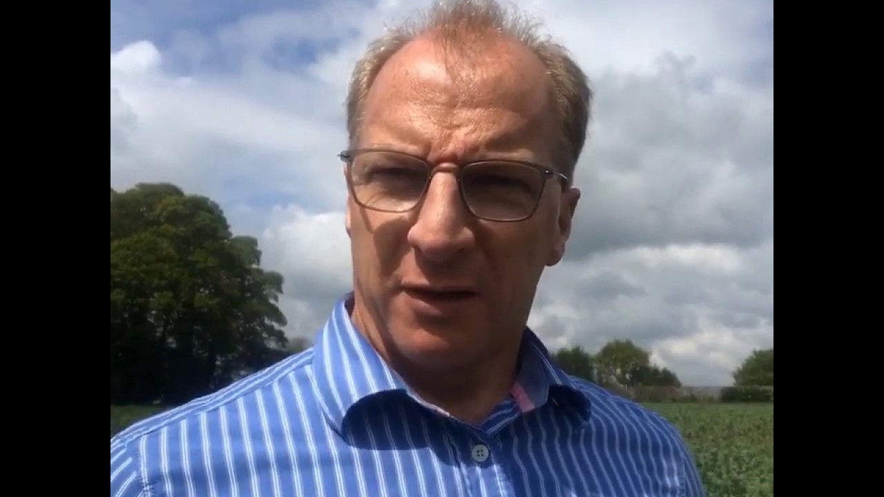 Foliar nutrition for field beans