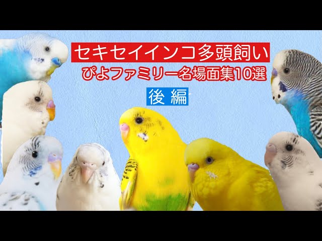 可愛いセキセイインコ ぴよファミリー名場面集１０選 可愛い 楽しい 癒し 感動 みんなが笑顔になれますように 前編 Youtube