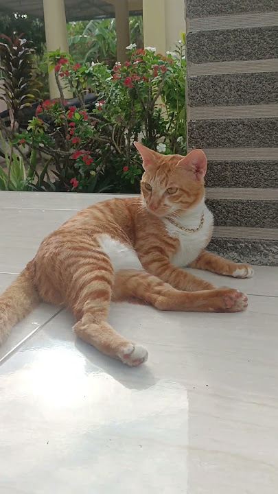 Lagi pada midang guyss.. #cat #cats #kucing #kucinglucu #shortvideo #shortsfeed #shortsviral #shorts