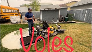 How to repair vole damage
