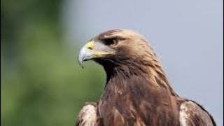 Golden eagle edit