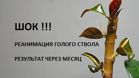 Пробуждение ВСЕХ почек за месяц