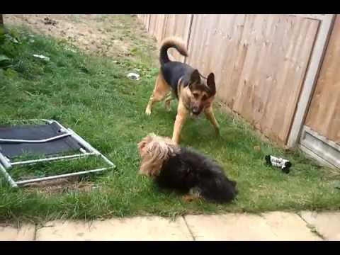 yorkie german shepherd german shepherd vs yorkie terrier doovi yorkie german shepherd german shepherd vs yorkie terrier doovi