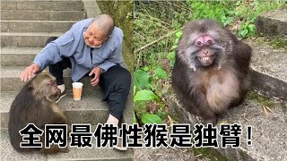 全网最通人性猴子和84岁老师太相依为命12年因慈眉善目走红网络【网红故事分享】