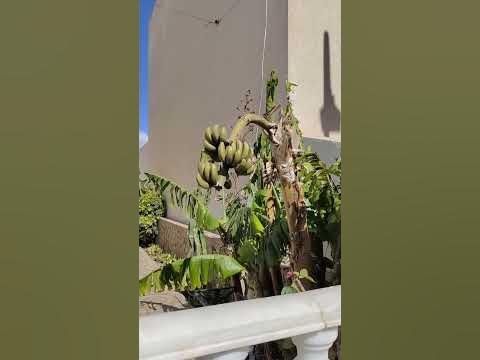 В когось 🍌 банани виросли на городі) #банани #банан #рослина #сад # ...
