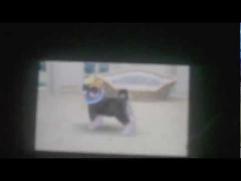 Video: Nintendogs + Katzen