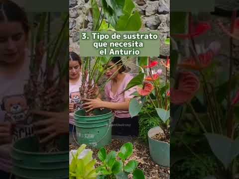 Video: Cultivo de anturios al aire libre: cuidado de las plantas de anturios al aire libre