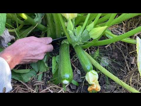 How to harvest delicious courgettes/zucchini at the perfect time.