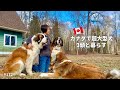 ゴールデンレトリバーと遊ぶ/超大型犬 3頭とカナダで田舎暮らし