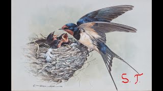 swallow, ласточки построили гнездо, около моего окна