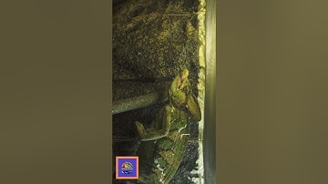 Watch This Chameleon Catch Prey Like a Ninja🐜