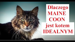 Dlaczego MAINE COON jest kotem IDEALNYM