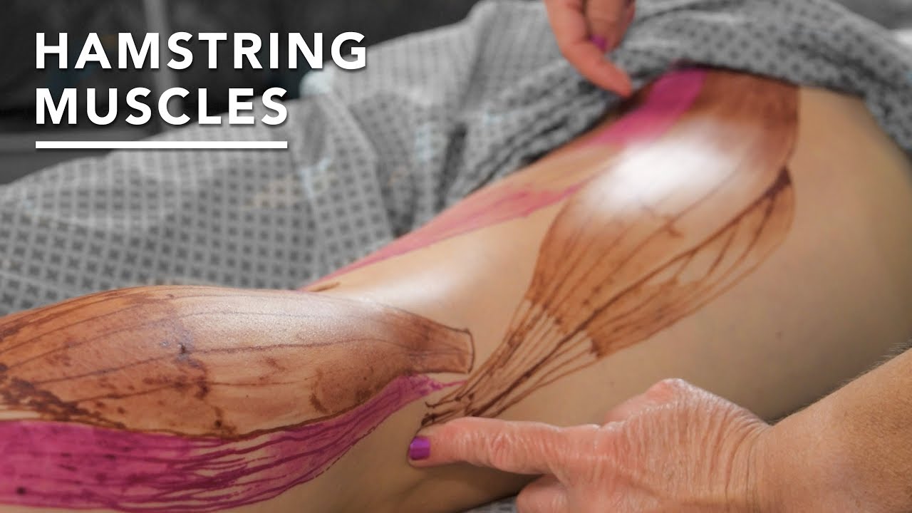 How can a remedial massage therapist help with hamstring problems? -  Pinnacle Spine & Sports