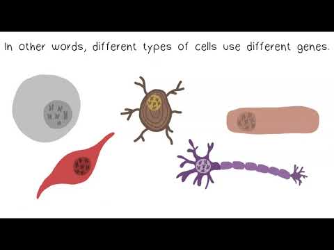 Video: Hvad kaldes et DNA-segment, der findes på et kromosom?