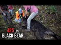 The BIGGEST BEAR we've got on film - Bear Hunting with Hounds