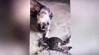 Cat versus crab￼