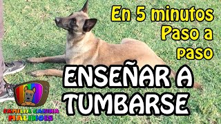 ENSEÑAR a un PERRO a TUMBARSE / ECHARSE / ACOSTARSE en 5 min (Paso a paso)