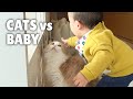 Cats vs baby  kittisaurus