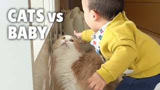 Cats vs Baby | Kittisaurus