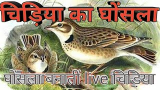 Chidiya ka ghosla ?? | Bird's nest | mera ghar
