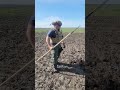 Removing pfm1 anti personal landmines from mine fields ukraine ukraina ukrainewar