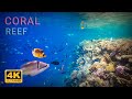 10 Hours Coral Reef 4K Soothing Music Sealife Corals Underwater Fish Planet Earth 10 Hours Coral Reef 4K Soothing Music Sealife Corals Underwater Fish Planet Earth
