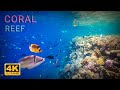 10 Hours Coral Reef 4K + Soothing Music, Sealife &amp; Corals Underwater | fish, Planet Earth