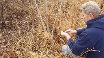 Basic Coyote path snare set