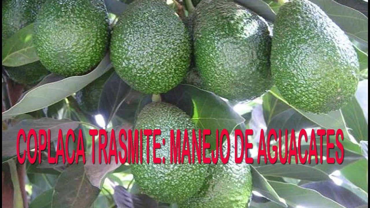 COPLACA TRASMITE: MANEJO DE AGUACATES - YouTube