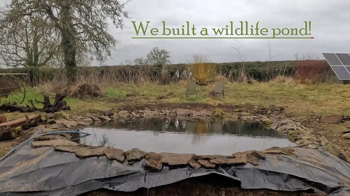 We built a Wildlife pond!