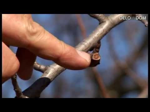 Video: Obrezovanje Sadnega Drevja Zagotavlja Letino