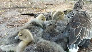 ducklings resting on the shore/ASMR/Nature Sounds