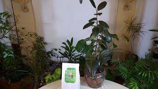 How to Save a Plant with Root Rot (Part 6)