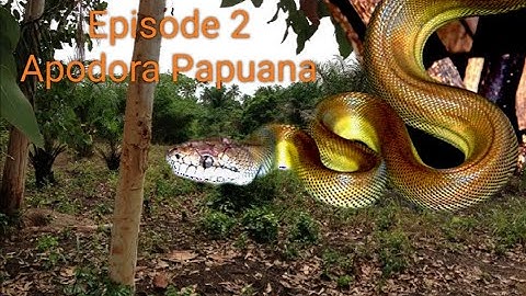 Episode 2: Apodora Papuana
