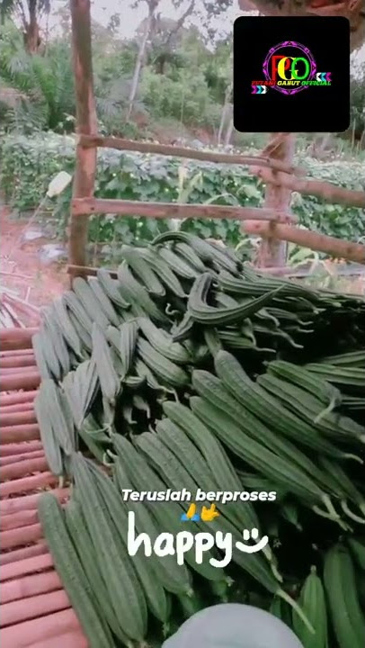 panen ke-3 gambas/oyong 350 batang. mencapai 127kg MANTAP🤲🙏#petanigabut