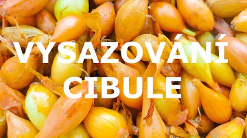 Jak vytáhnout cibuli ze záhonu?