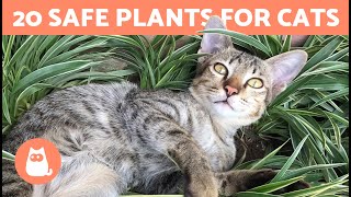 20 SAFE PLANTS for CATS  For the Home and Garden