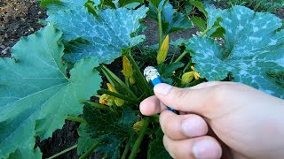 I Interviewed Plants With a Tiny Mic