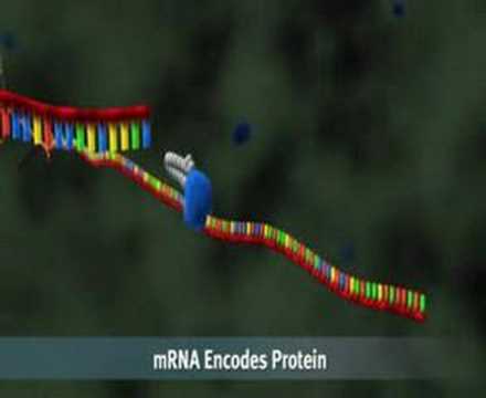 microRNA formation and function