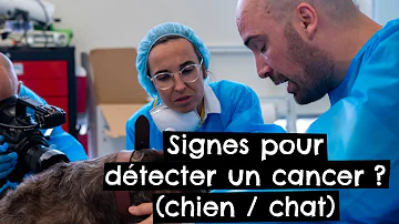 Comment savoir si mon chat a un cancer ?