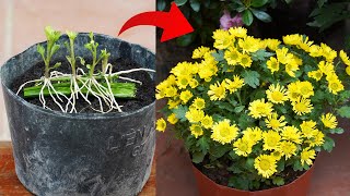 Unveiling the Secret to Growing Chrysanthemums with Amazing Branches