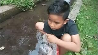 PELEPASAN ANAK SIDAT DI SALURAN IRIGASI | BIG EEL