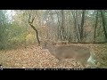 Rut Reel 2021 PA Trail Cam Footage Whitetail Bucks Chasing Scraping Sparring Browning Spec Ops Recon